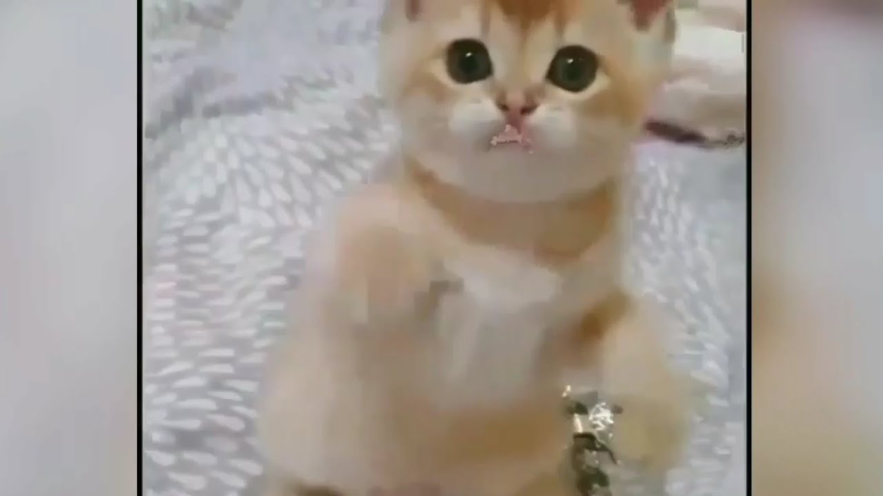 Kucing Lucu Imut menggemaskan - Video Kucing Lucu 