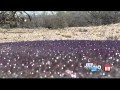 Desert Sun Marketing Chandler