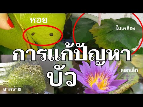 วีดีโอ: ควบคุมดอกบัวในสระน้ำ – วิธีหยุดไม่ให้ดอกลิลลี่กระจาย