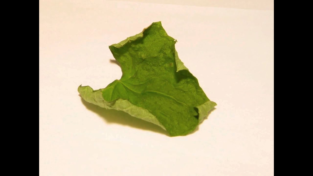 squash leaf drying time lapse YouTube
