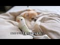 コザクラインコ雛 幼鳥 ゆとりとチワワのハルナとの関係　Love Bird ことりのゆとり