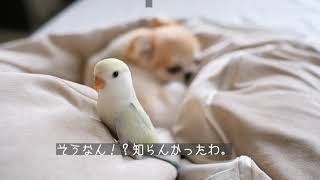 コザクラインコ雛 幼鳥 ゆとりとチワワのハルナとの関係　Love Bird ことりのゆとり