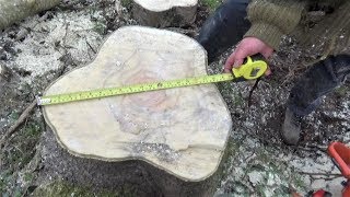 Is this poplar the fastest-growing tree in the world?