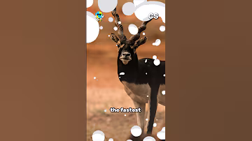 Thomson's Gazelle: The Sprinting Wonder of the Savanna!  #wildlife
