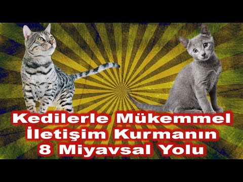 Video: Kedinizle İletişim Kurmanın 3 Yolu