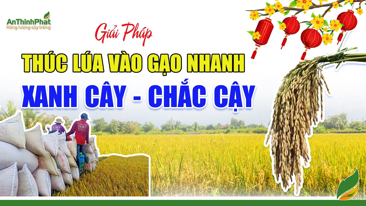 Giải Pháp Thúc Lúa Vô Gạo Nhanh - Xanh Cây - Chắc Cậy | An Thịnh Phát