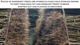 Did You Know? Episode 3 - Digging Bareroot Trees