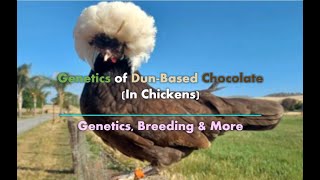 Genetics of Dun-Based Chocolate | Genetics, Breeding & More