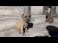 Щенки питбуль 6 недель (Pit Bulls puppies)