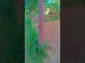 cjcivignebscgfudiehvttvtbdjivuvuffjbdjocofjrnfjg #httprequest #songstatus #song #love fjfjfjfjfjisom