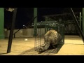 The Great Escape - Fantastic Feral Feline takes the Tuna then amazes us in a captivating cage Exit