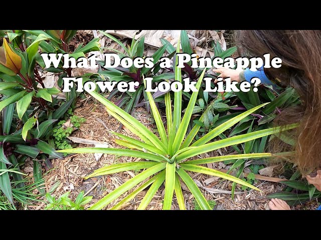 What Does a Pineapple Flower Look Like? - YouTube