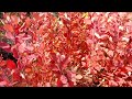 Красивые красные осенние листья Скумпии кожевенной