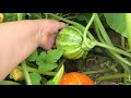 30 08 -06 09 2021г урожай томатов и картофеля