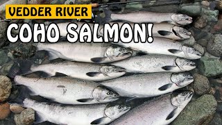 LURE FISHING FOR COHO SALMON  Vedder River Chilliwack BC Canada | Fishing with Rod