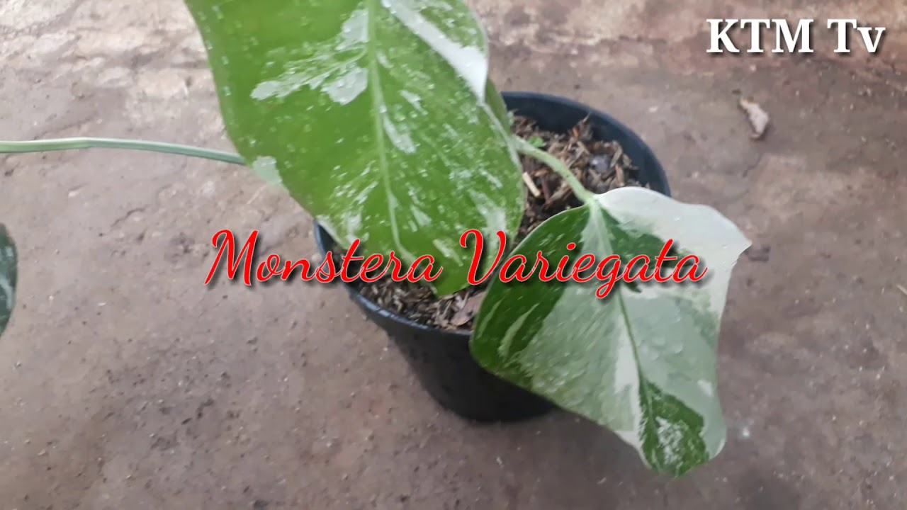 Cantiknya Tanaman Monstera Variegata, Tanaman Mahal. - YouTube