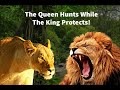 Oh Dear... Looks Like Lionesses Are Better Hunters Than Lions! 😂😂😂 #shorts