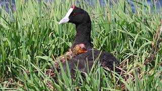 Cute Coot Tries To Climb | Blissful Birding