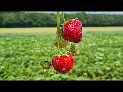 تصویری: آیا دانه های توت فرنگی رشد می کنند؟