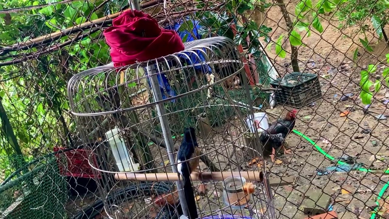 Clip kích choè lửa hót căng lửa hiệu quả nhất , chích choè lửa hót  đảo giọng rất hay giữa mưa giông