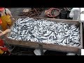 amazing big catch fish herring with Traditional fishing nets #06