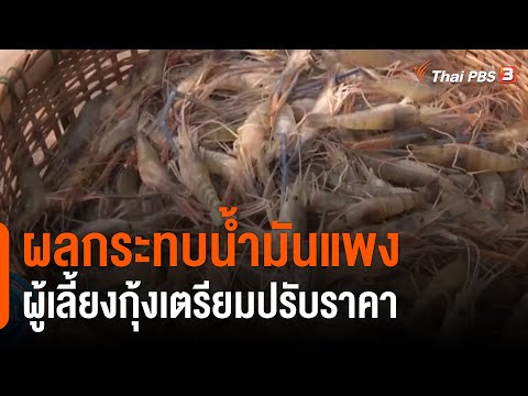 ผลกระทบน้ำมันแพงผู้เลี้ยงกุ้งเตรียมปรับราคา : กินอยู่รู้รอบ