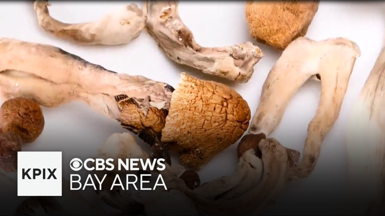 Psychedelics; magic mushrooms and the new human trial at UC Berkeley testing effects on the brain