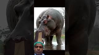 hippo 🦛 swim #animals #wildlife #zoo#hippo #shorts