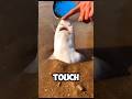 Baby Shark 🦈 understanding their Dangers #shorts #viral