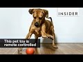 This remote control ball lets you play with your pet from anywhere This remote control ball lets you play with your pet from anywhere