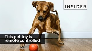 This remote control ball lets you play with your pet from anywhere