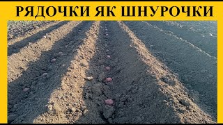 Рядочки для картоплі.