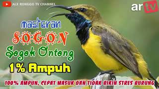 Masteran Tembakan Suara Burung SOGON ( Sogok Ontong ) Speed Rapat Dahsyat.