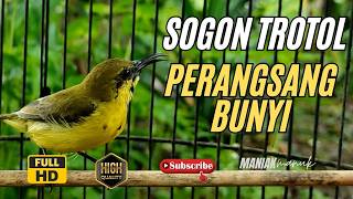 SOGON TROTOL GACOR NGLEPER PANCINGAN SOGON IJOAN AGAR BUNYI #56
