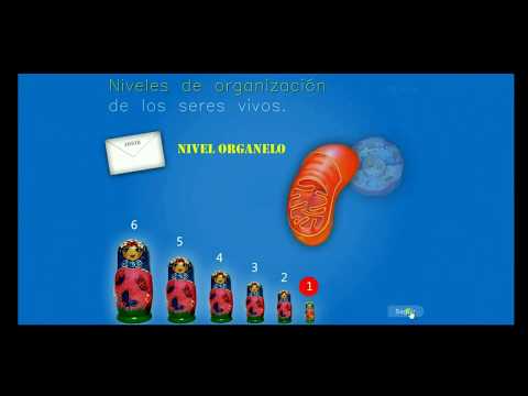 Niveles de organización