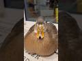 時折ぷるっとするコールダック。Our Call Duck That Occasionally Jiggles
