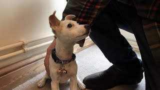Beaus Bells 2 Extra Loud Cat & Dog Bells - Review