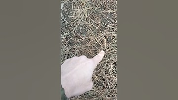 How to track on nasty substrate like pine needles. #mantracking