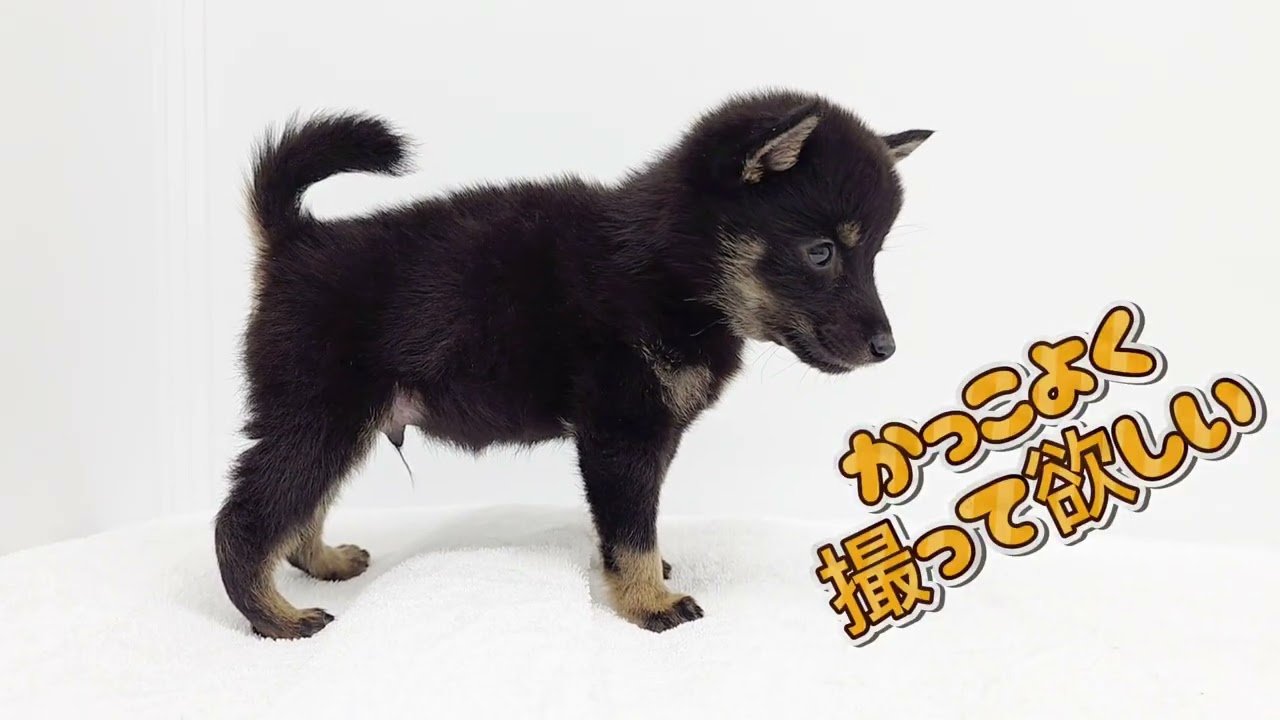 豆柴】黒豆柴がやってきた！ - YouTube