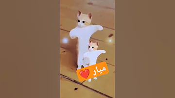 الاكتر طلبا ميار ميار ترند السعودية ترند Funny العراق Shory Shorts 