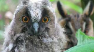 Owl Slideshow June 2010.flv