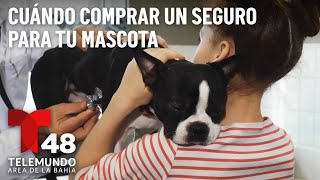 ¿Cuándo es conveniente comprar un seguro para tu mascota? Aseguranza Para Perros En California