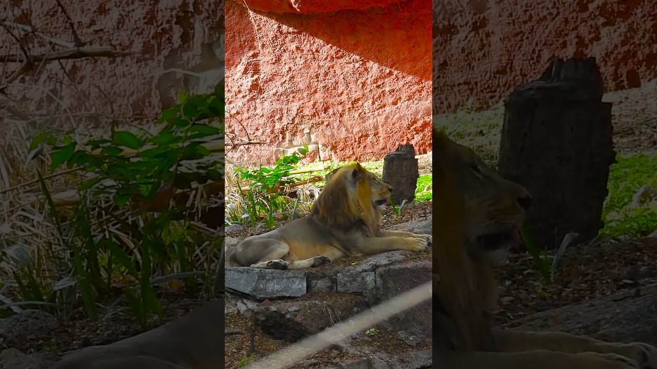 Lion Anatomy: Built for Survival 