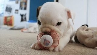 Puppies With Pacifiers
