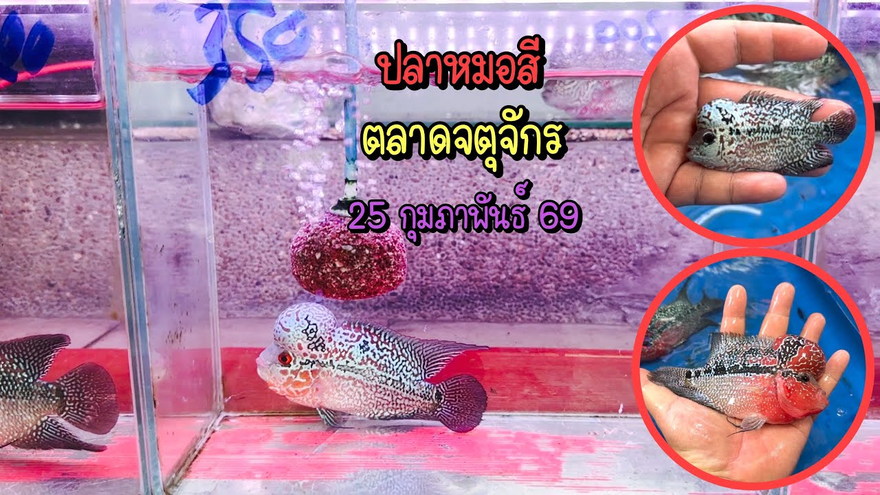 Zing’s Day l ปลาหมอสีตลาดจตุจักร 25 กุมภาพันธ์ 69