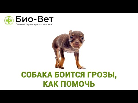 Собака боится грозы, как помочь. Ветеринарная клиника Био-Вет.