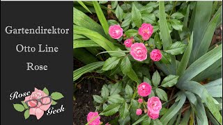 Download Lagu 🌹Gartendirektor Otto Linne rose in 4k/ Gardening in zone 8a / MP3
