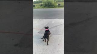 Game Bred Pit Bull Hunting Cows