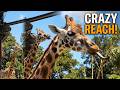 Up Close with Africa's Tallest Animals | Melbourne Zoo