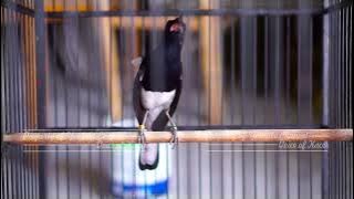 Sekali Dengar Kacer Manapun Pasti Bakal Langsung Respon Buka Ekor Keluar Isiannya